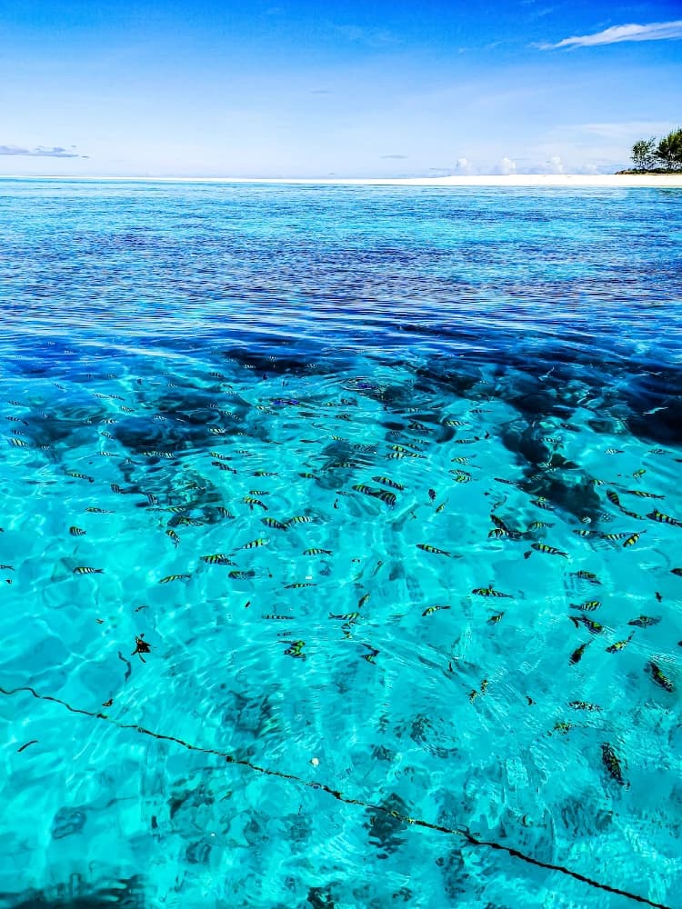 a kék safari szafari kihagyhatatlan program zanzibáron