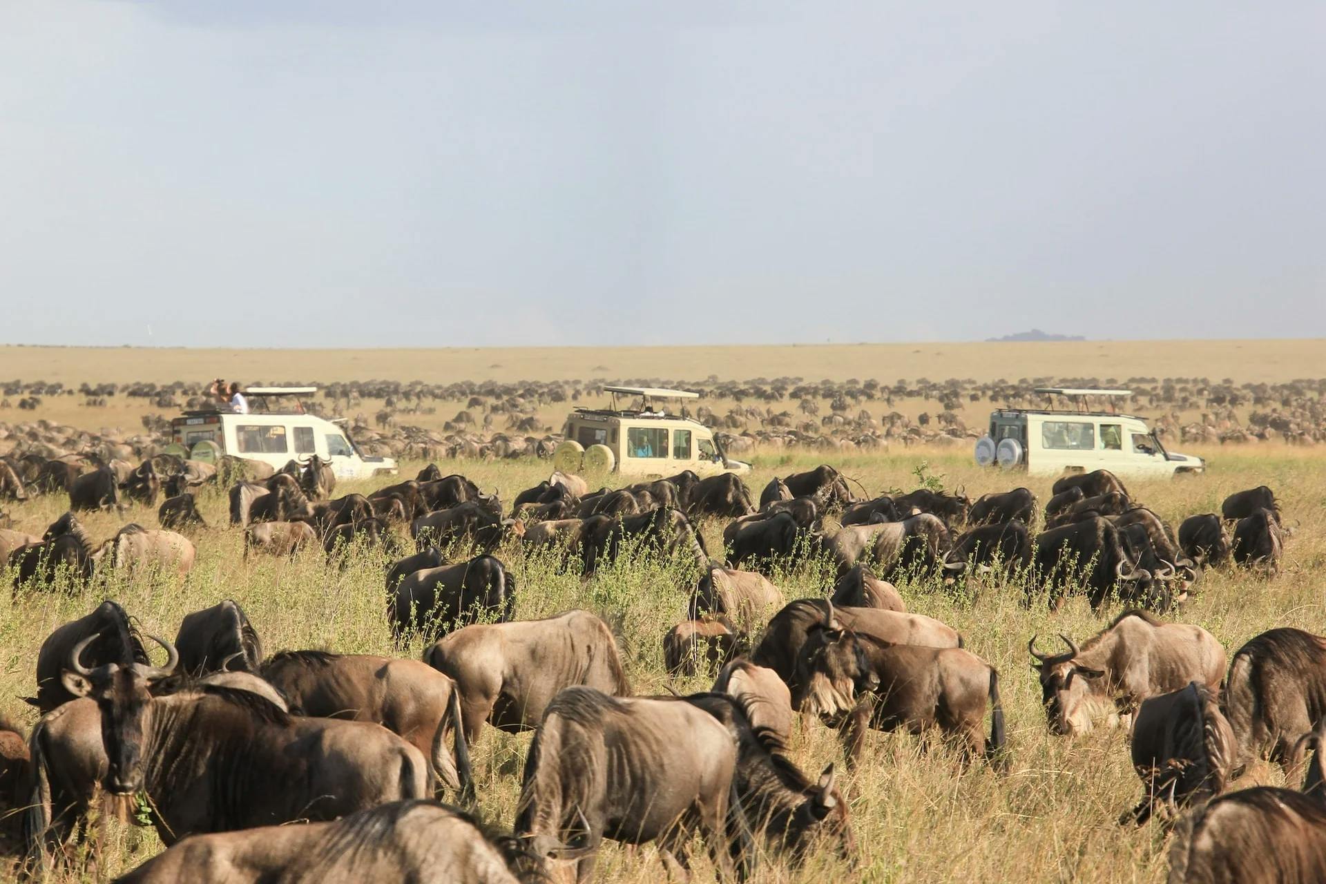 tanzánia serengeti nemzeti park gnú vándorlás safari túra