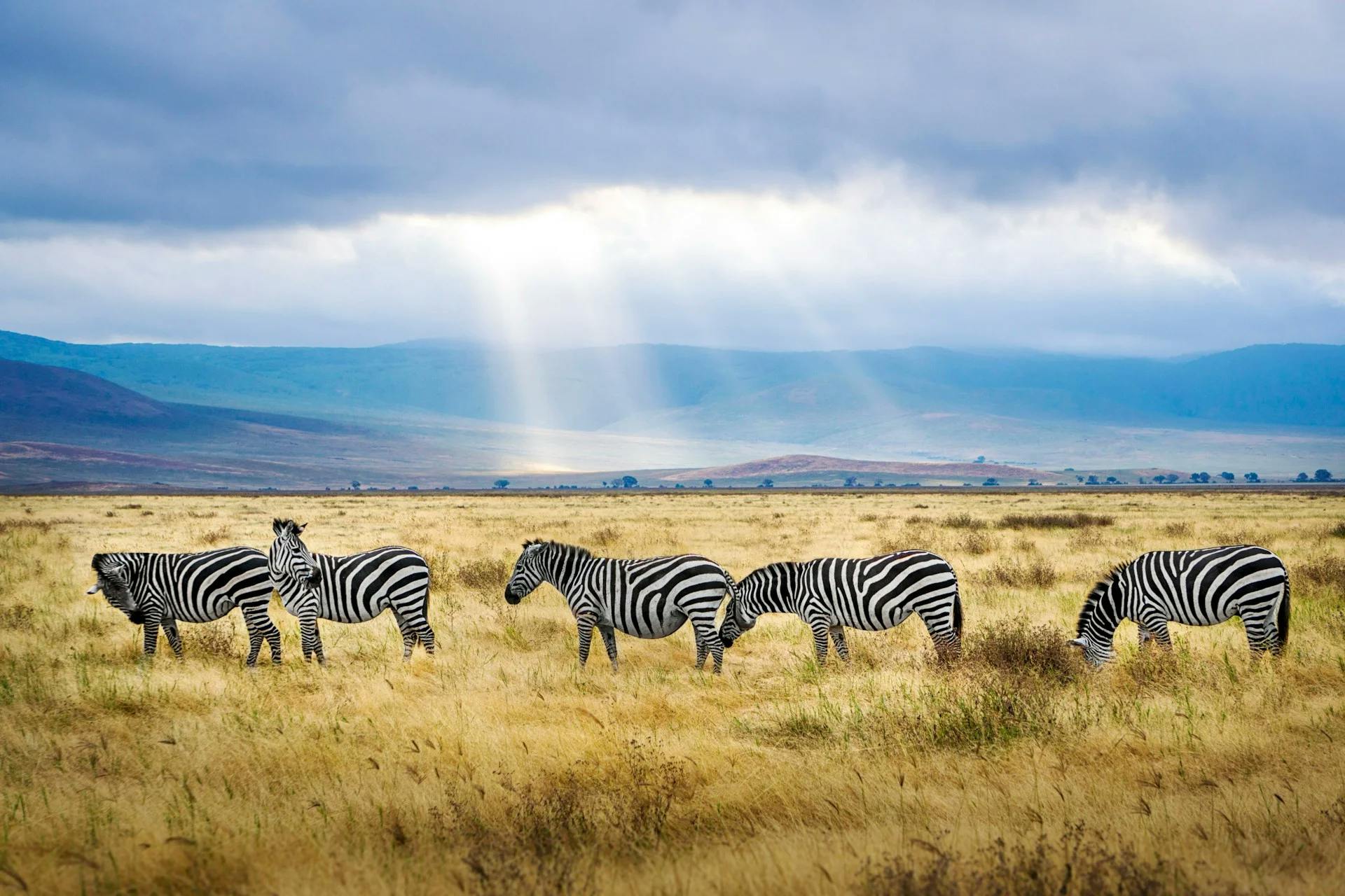 tanzánia szafari ngorongoro kráter seerengeti nemzeti park
