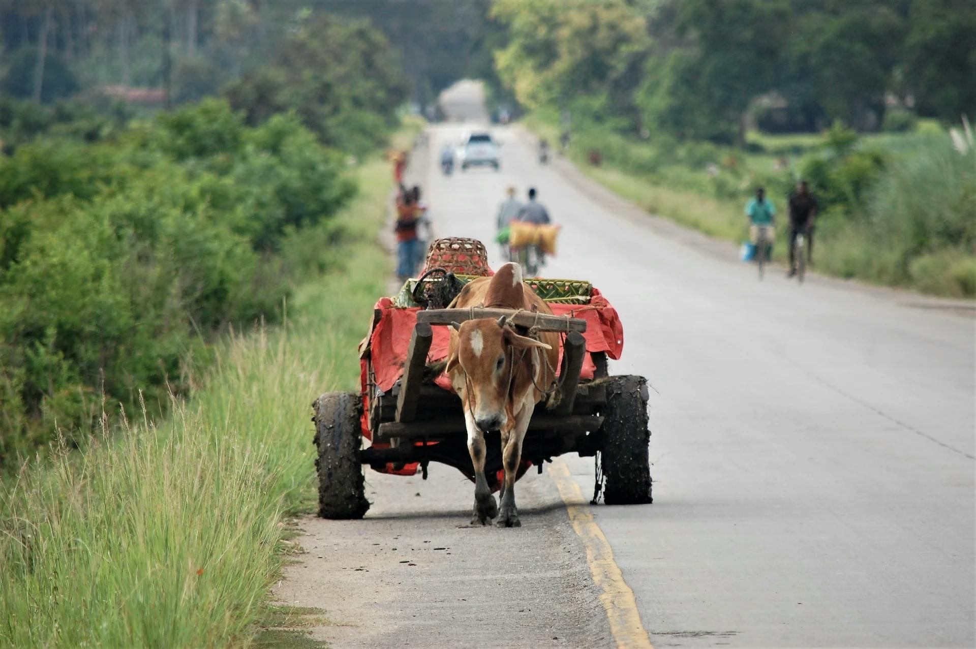 zanzibári úton tehén szekér helyi közlekedés
